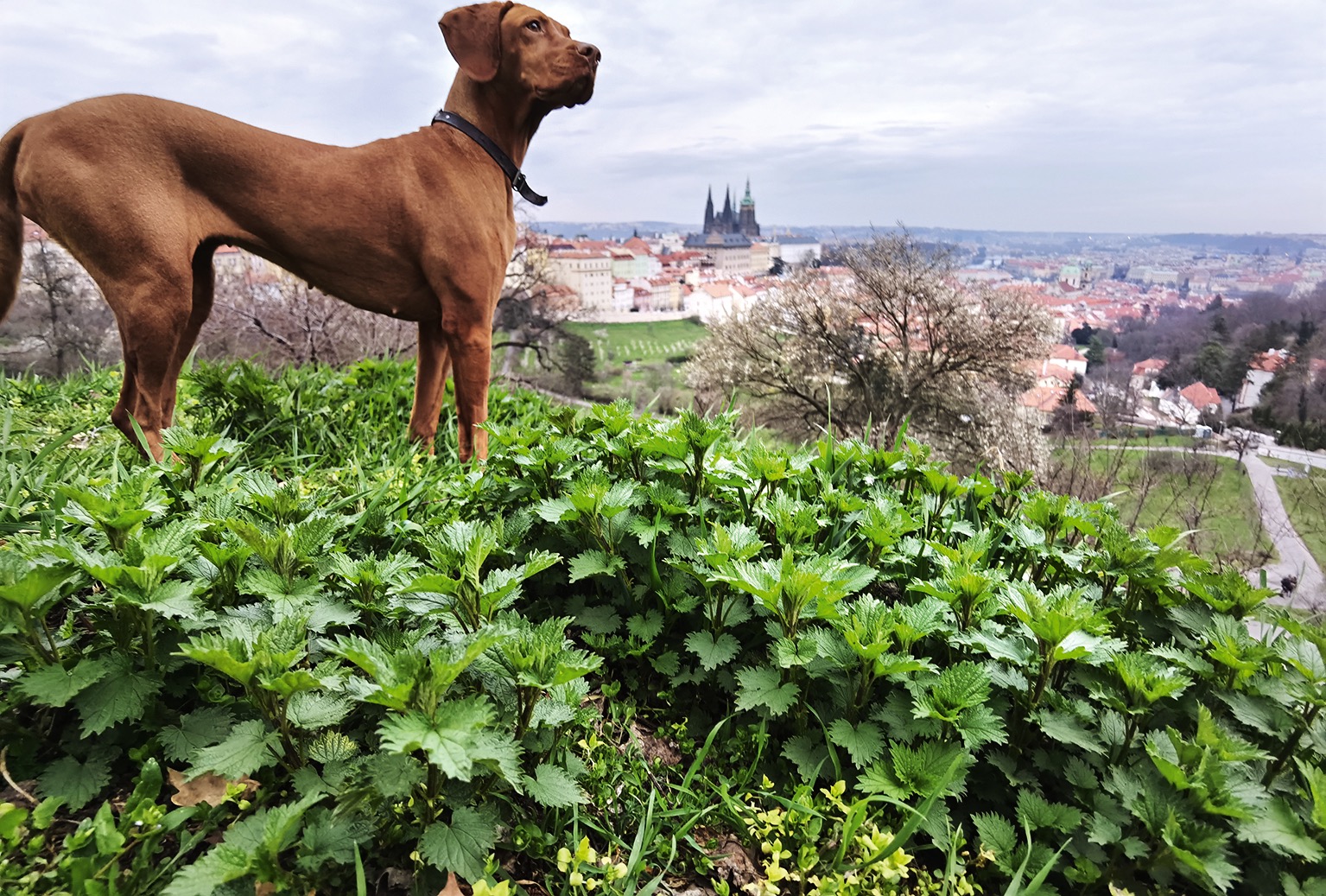 Fotografie textu Pohled přes kopřivy